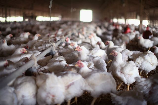 Centenas de galinhas no galpão de uma granja de produção industrial