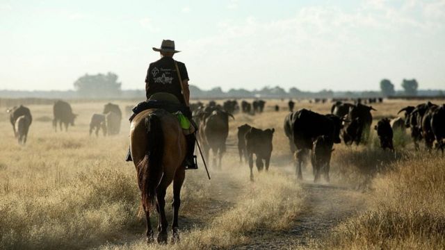 كيف يعود رعي المواشي لإنقاذ العالم في المستقبل؟