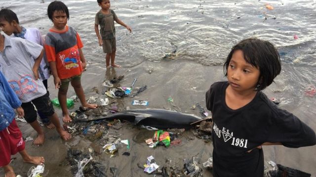 Lumba Lumba Ditemukan Terdampar Di Padang Cuaca Dan Plastik Diduga Sebabkan Kematiannya Bbc News Indonesia<script async src=