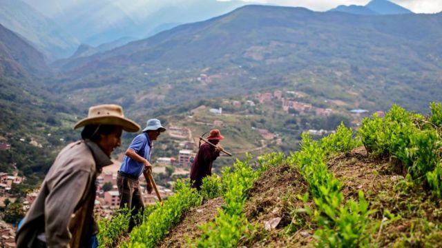 Tres agricultores en un cultivo boliviano.