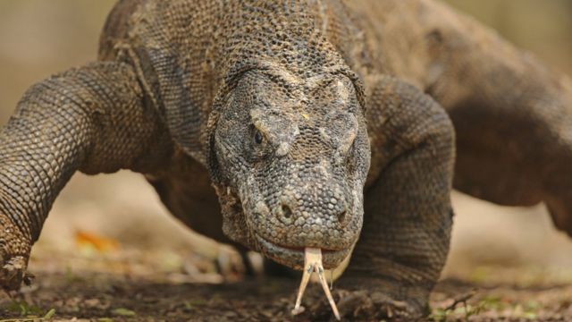 科摩多巨蜥在野外的活动范围正在缩小。(photo:BBC)