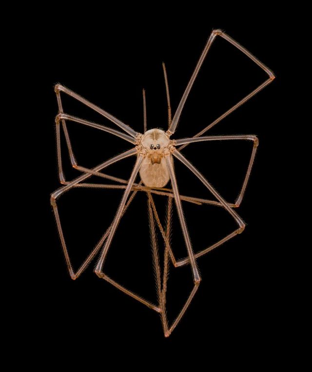 Foto microscópica de una araña de patas largas.