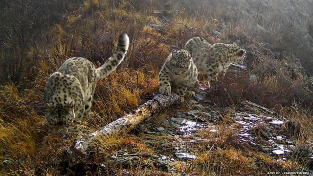 Самка с барсятами изучают ствол дерева, к которому браконьеры прикрепляли петли