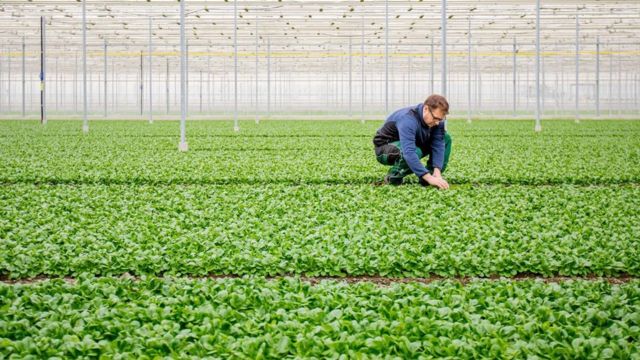 ثمة استخدامات عديدة لثاني أكسيد الكربون المحتجز في محطة احتجاز الكربون من الهواء مباشرة، منها تحسين نمو الخضروات في الصوبات الزراعية