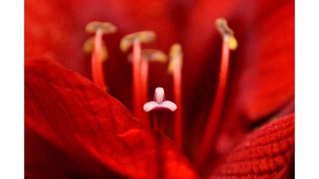 Imagen de un lector de BBC Mundo por el tema "Flores"