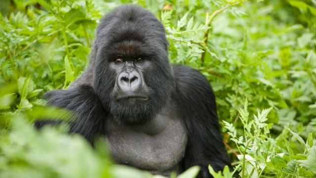 Les gorilles pourraient être vulnérables aux complications liées au Covid-19