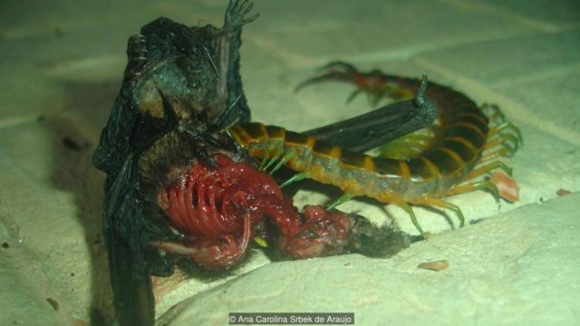 A giant centipede (Scolopendra viridicornis) eats an Argentine brown bat (Eptesicus furinalis) (Credit: Ana Carolina Srbek de Araujo)