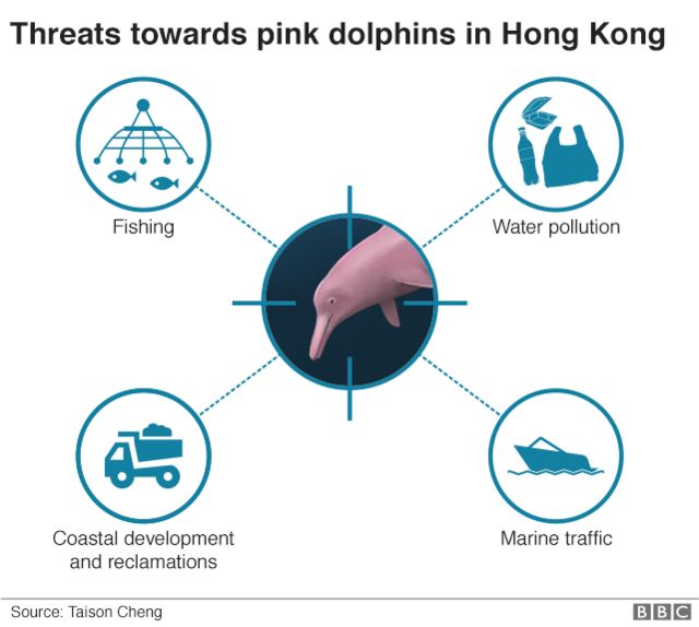 An infographic showing the threats pink dolphins face