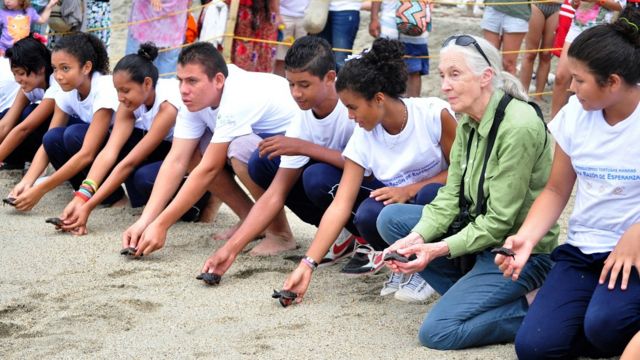 Jane Goodall y jóvenes en Colombia liberan en la playa tortugas bebé
