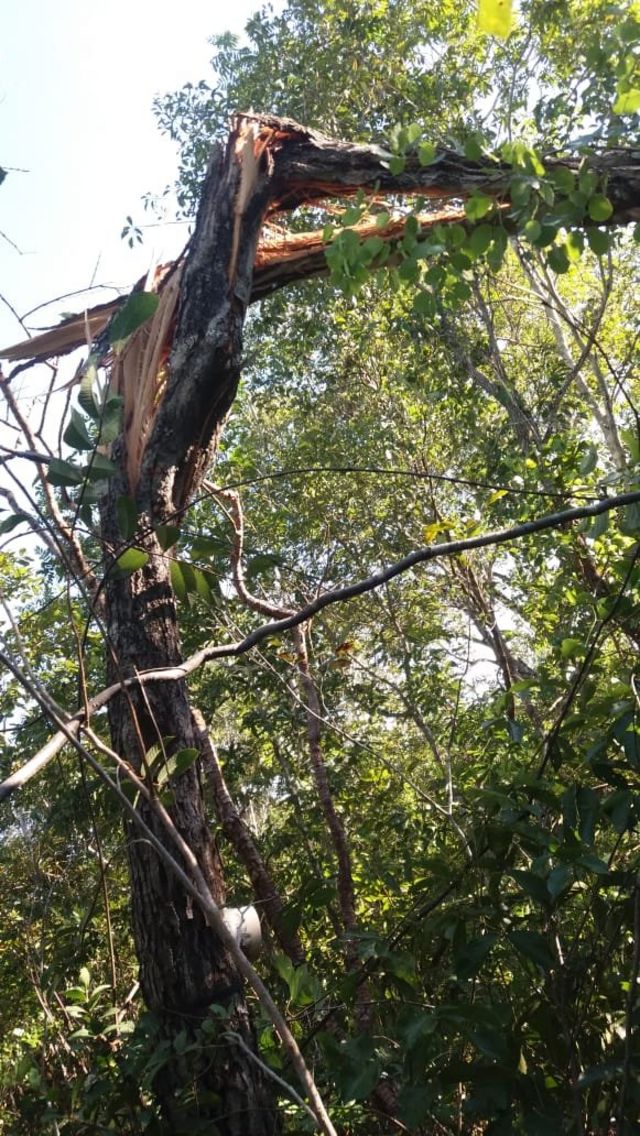 Árvore com o tronco parcialmente rompido