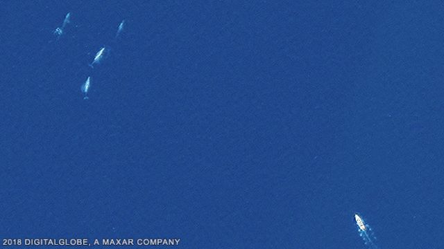 Whales pictured space