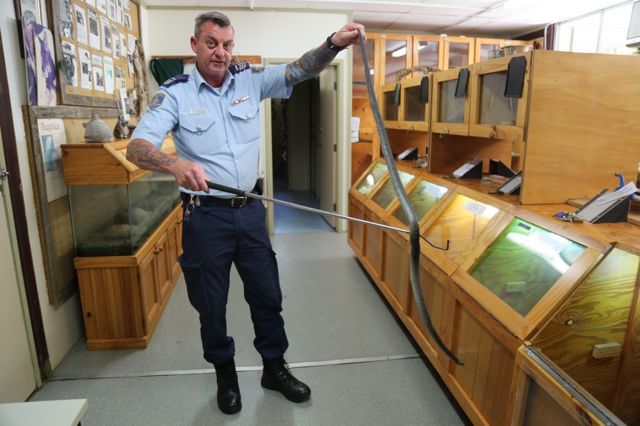 Prisoner overseer Ian Mitchell with a rehabilitated eastern brown snake