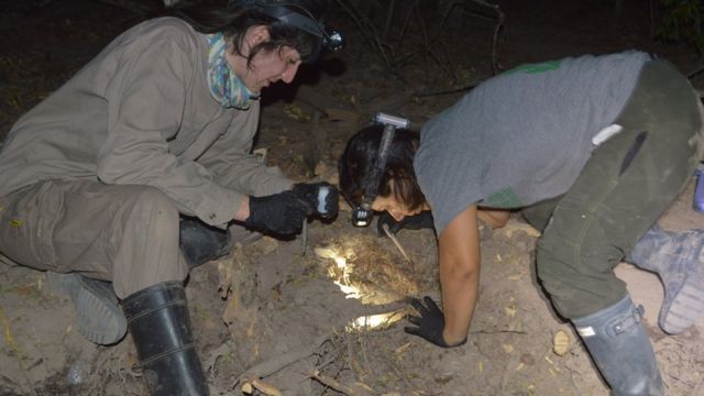 Digging for the frogs at night