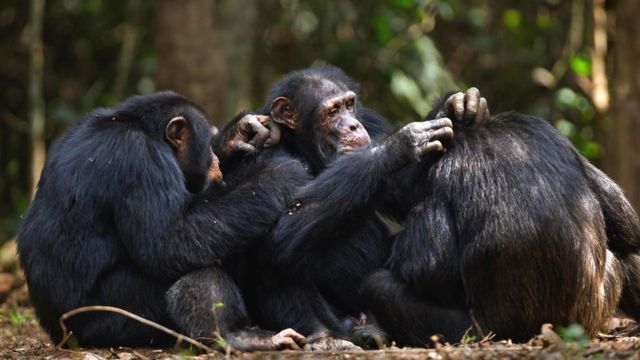 Шимпанзе чистят друг другу шерсть