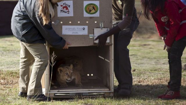 Filhotes de leão sendo libertados em uma reserva para animais na África do Sul