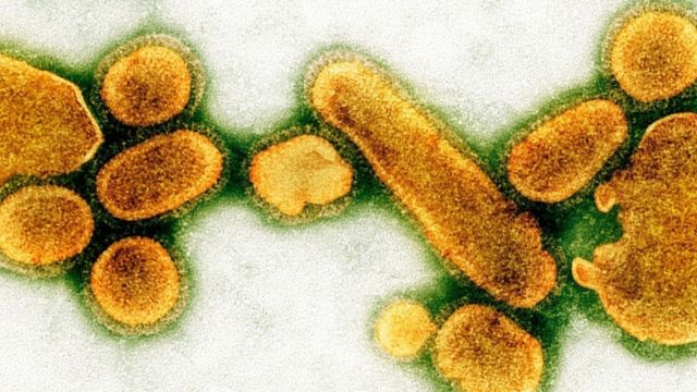 virusi koji napadaju bakterije