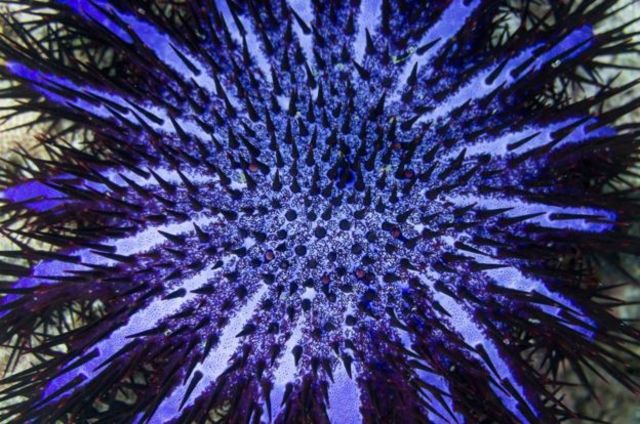 Морскую звезду отучат пожирать рифы - BBC News Русская служба