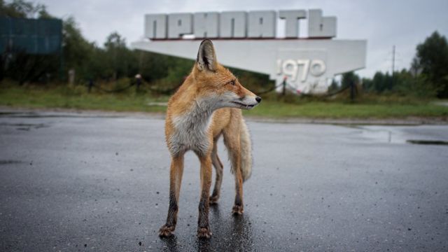 A fox near the Chernobyl nuclear reactor