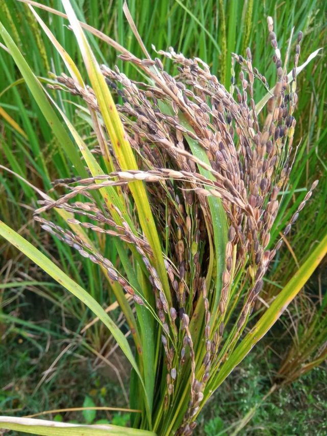 களர்ப்பாலை பயிர்