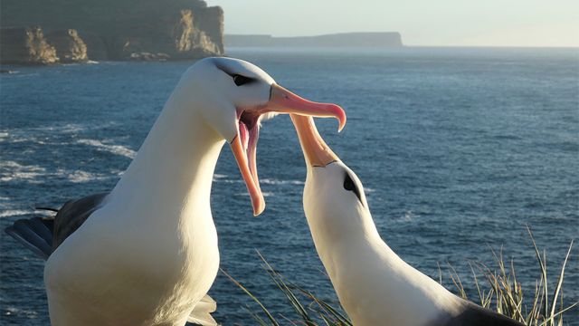 Dois albatrozes, com mar ao fundo