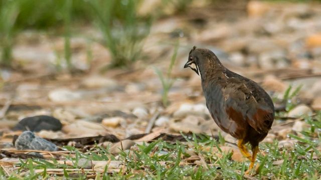 खरबट्टाइ