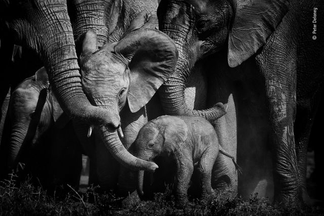 Elefantes com trombas enlaçadas