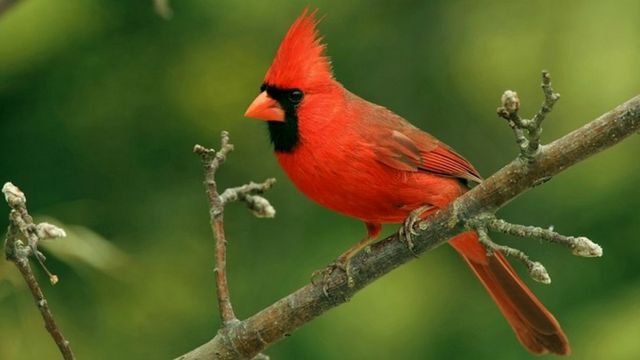 "Qırmızı kardinal" - Amerikada yaşayan nəğməkar quş başqa bi növün - qobin quşunun balalarını böyütməsiylə məşhurdu
