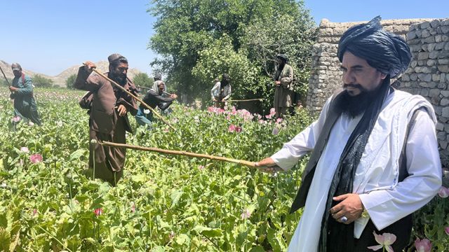 Toor Khan (right) razing a poppy field to the ground along with Taliban members
