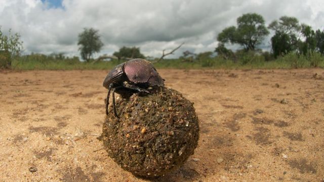 சாண வண்டுகள்