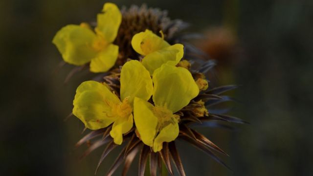 Vegetação do cerrado