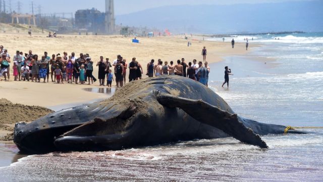 Выбрасываясь на берег, киты вряд ли совершают самоубийство