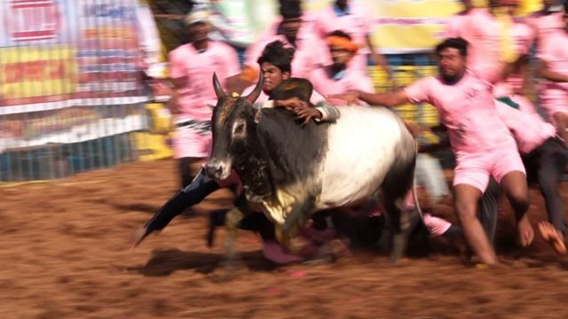 Young people compensating for the bull running at lightning speed