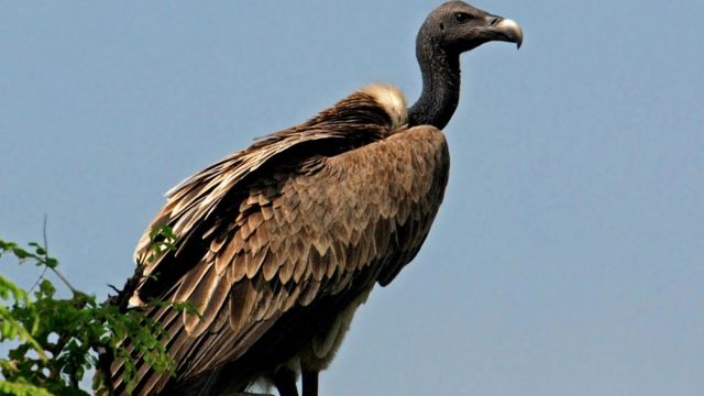 பாறு கழுகுகள்