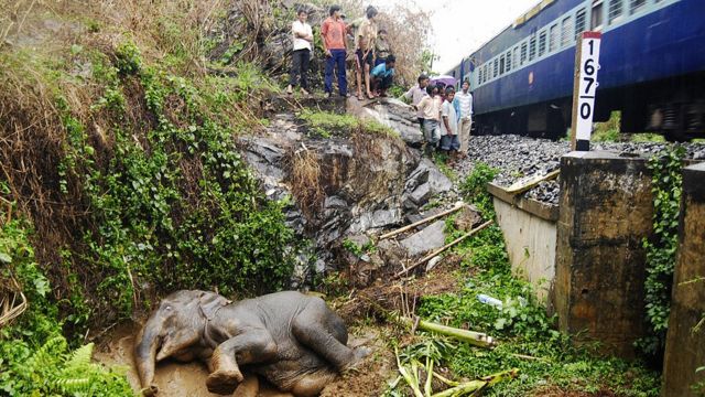 ரயிலில் அடிப்பட்டு இறக்கும் யானைகள்