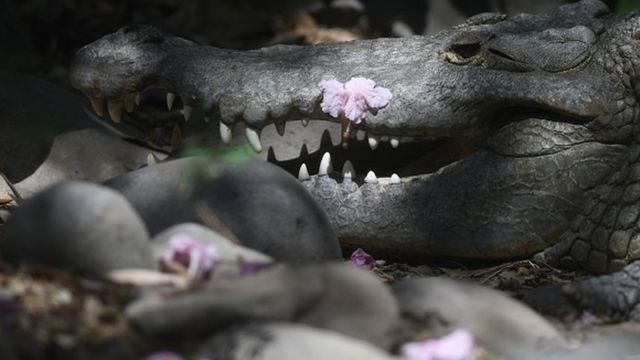 Крокодил