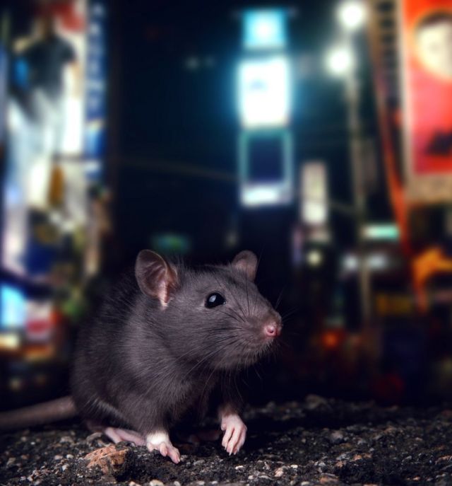 rat in the city