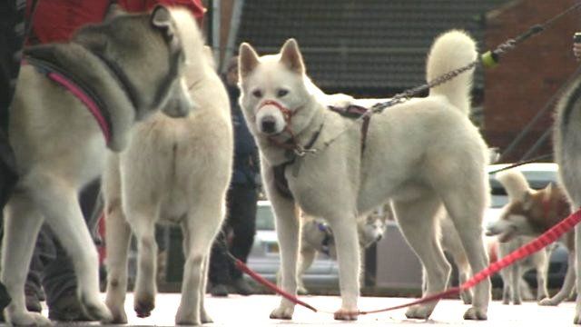 Siberian Huskies on dog leads