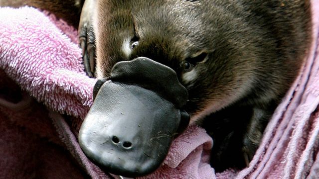 platypus baby licking moms milk