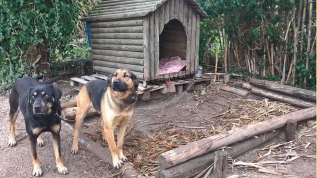 Campaigners want to free Portugal's tethered dogs - BBC News Campaigners want to free Portugal's tethered dogs - BBC News
