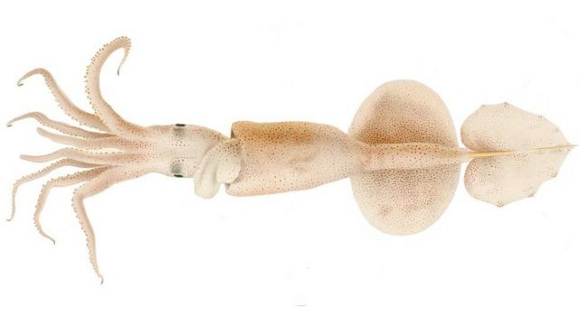 Grimalditeuthis bonplandi is a bioluminescent squid named after the Grimaldi family, ruling house of Monaco, and Bonpland.