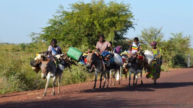 الحفاظ على الحياة البرية في مالي