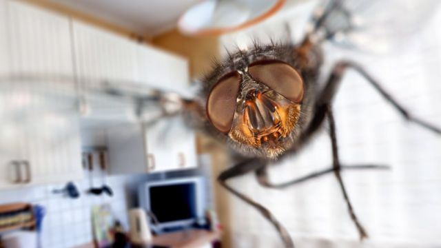 Mosca volando dentro de una casa