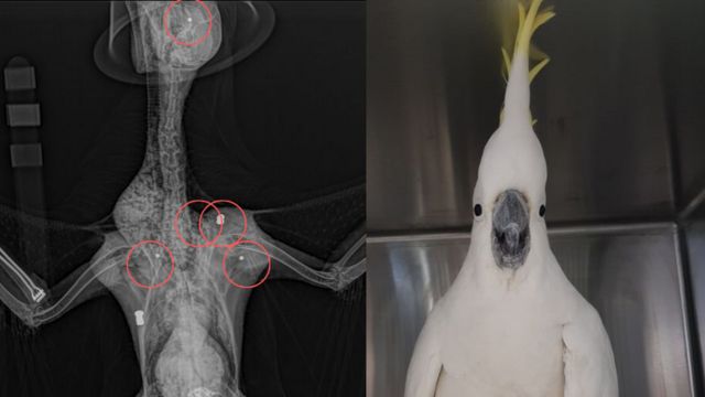 Exames de raio-x e Mr. Cocky, a cacatua