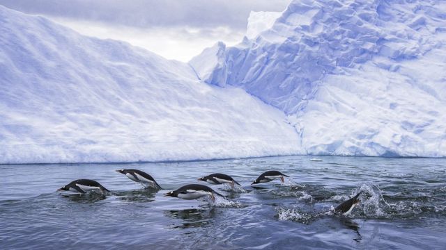 Gentoo penguins swimming