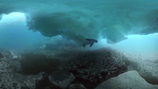 Animal nada debaixo de iceberg