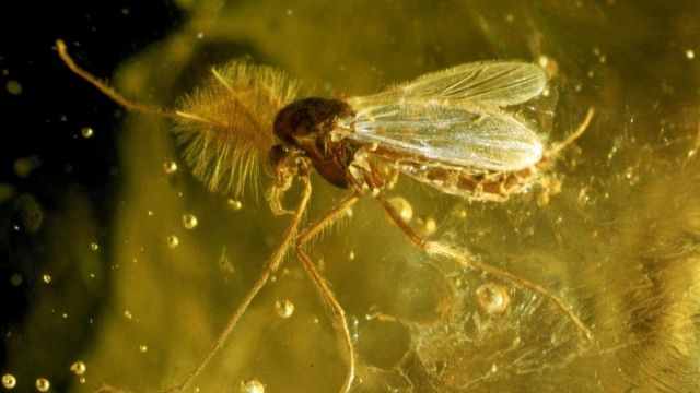 Mosquito preservado em uma substância dura e amarelada, produzida a partir da seiva de árvores fossilizada