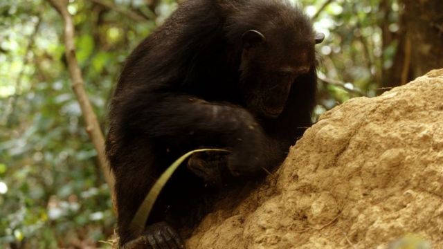 A chimp is using a stick, to extract termites