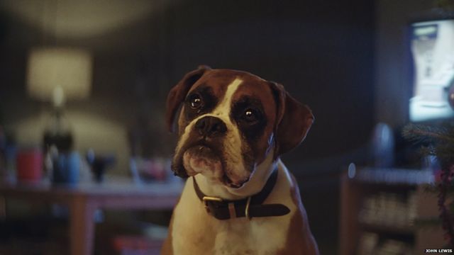 Who is Buster the Boxer?