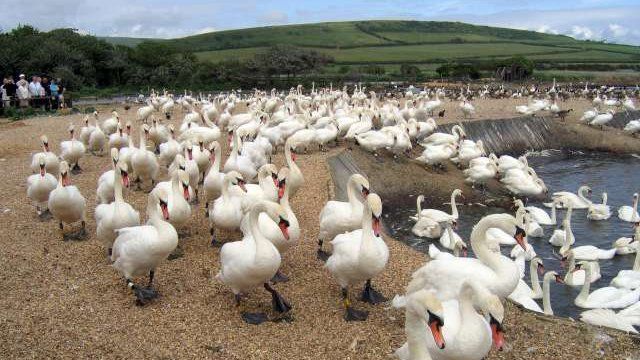 Swans at Abbotsbury