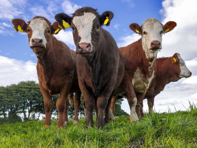 Empat sapi dara di ladang